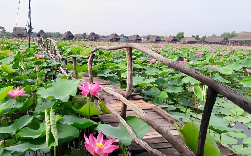 Hồ Sen Hồ Nhà